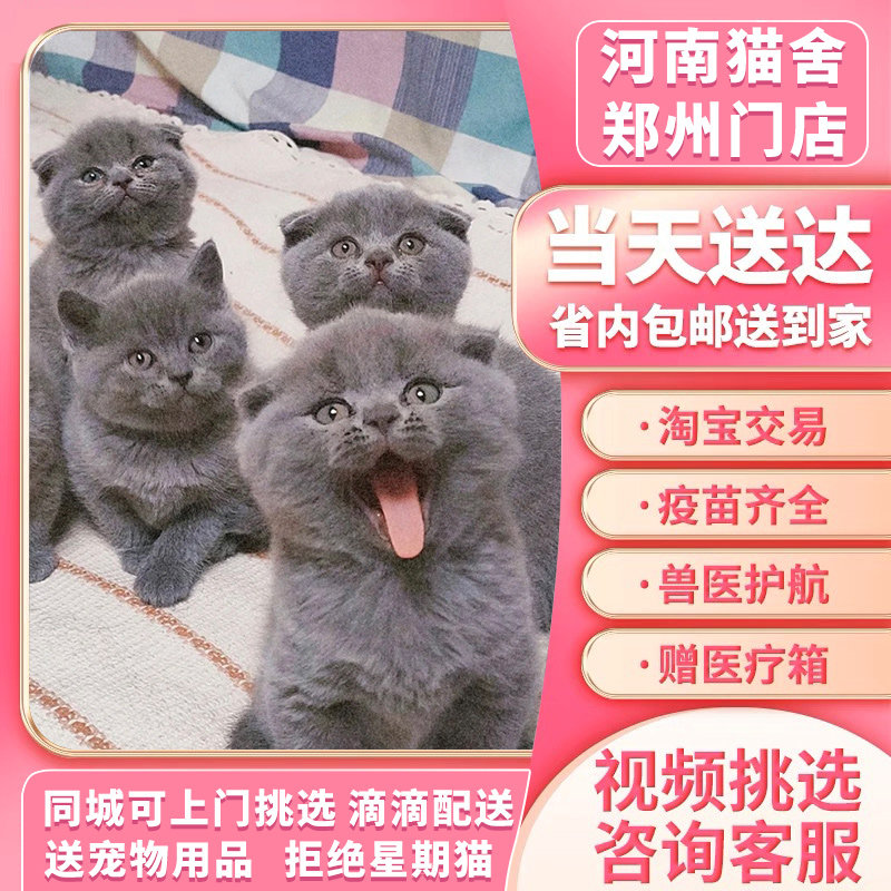 英短蓝猫幼猫布偶猫幼猫加菲猫幼崽美短虎斑猫蓝白英短金银渐层