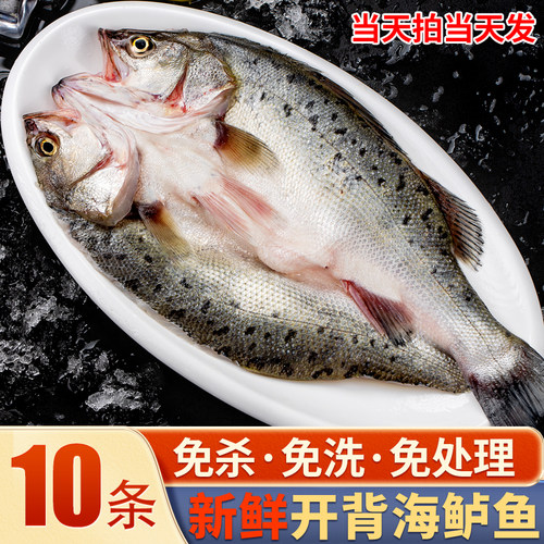 开背海鲈鱼活鱼现切免处理