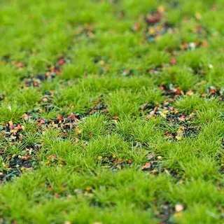 花盆草坪苔藓学校用人工草皮垫仿真人造塑料假草坪地毯田园加厚