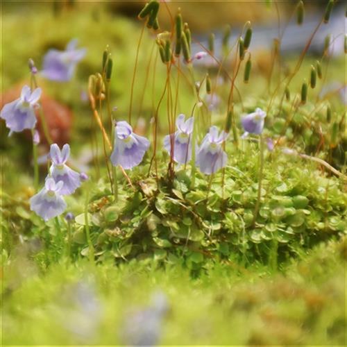 小蓝兔狸藻小白兔食虫植物室内水培挖耳草苔藓盆栽微景观陆缸造景