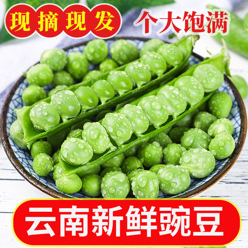 云南新鲜豌豆现摘速发