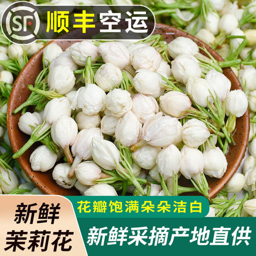 新鲜茉莉花2斤食用当季鲜花
