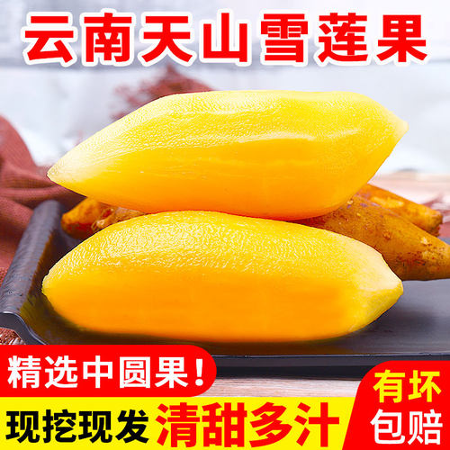 2025年云南天山雪莲果新鲜现挖