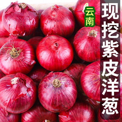 云南紫皮洋葱大果包邮