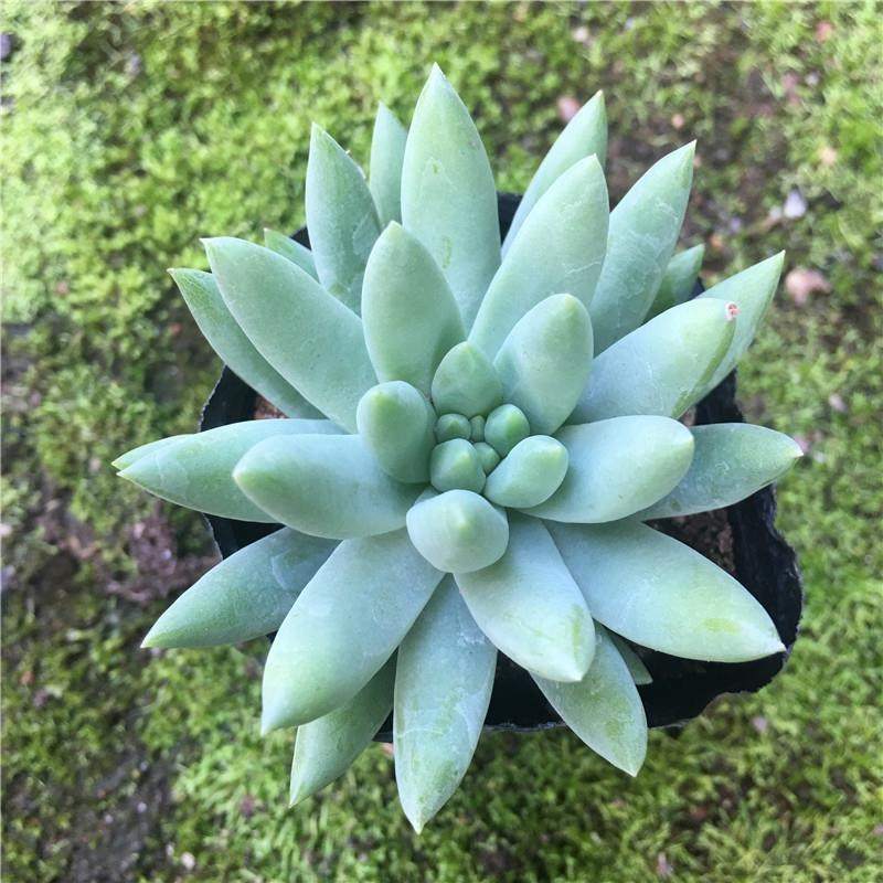 千佛手老桩超大玉珠莲千佛手8cm 仙人掌及多肉植物盆栽花卉 一
