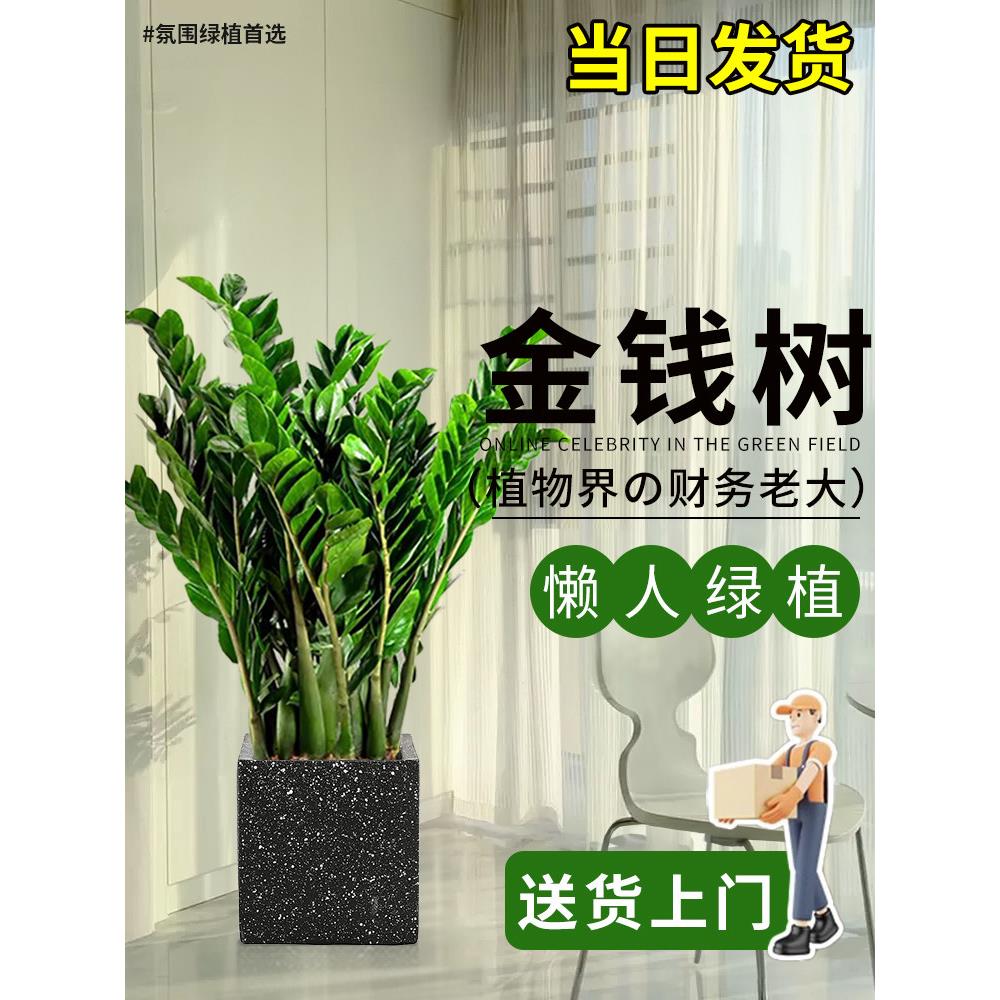 室内金钱树花卉盆栽植物客厅大型绿植电视柜旁边好养旺宅摇钱树