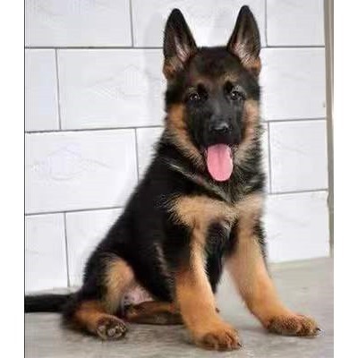 临沧德国牧羊犬幼犬纯种黑背德牧