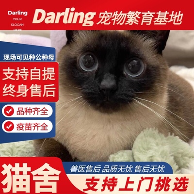 【珠海猫舍】暹罗猫活体星罗猫泰