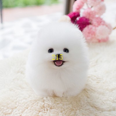 泰州纯种白博美幼犬茶杯犬小型可