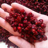 东北纯野生长白山五味子250g中药材五味子茶泡茶泡酒野生农家自採