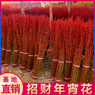 银柳真花鲜枝花束七彩银柳花卉红色彩色客厅开花装饰招财室内