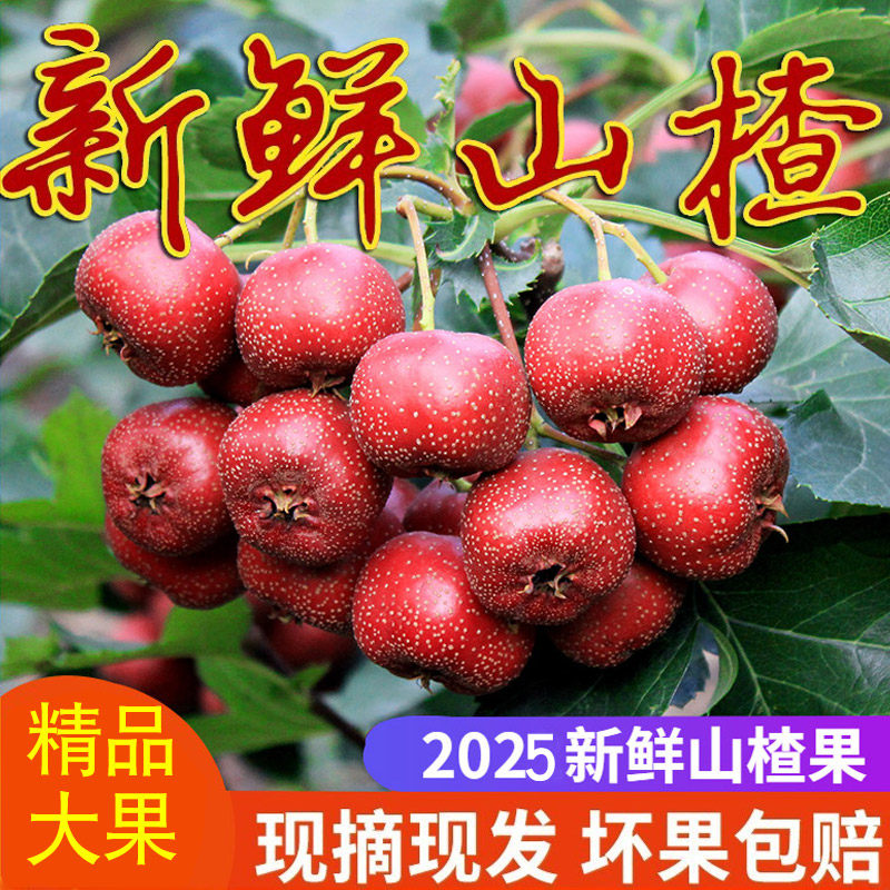 山楂 新鲜山楂果5斤大山楂鲜果现摘山里红果批发山楂干片冰糖葫芦