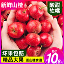 新鲜山楂果大山楂鲜果红果鲜山楂大果山里红冰糖葫芦用现摘生山楂