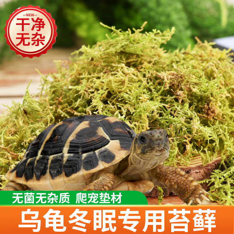 乌龟冬眠干苔藓爬宠专用苔藓冬眠的窝青苔智利水苔椰土椰砖专用土