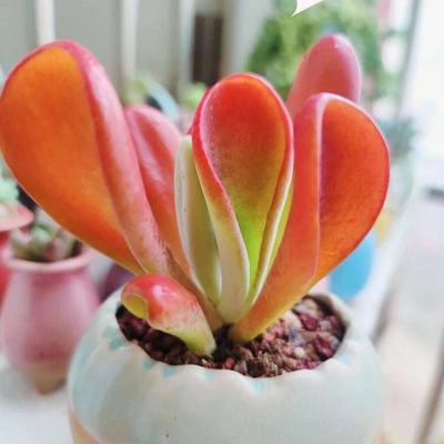 巨大多肉好稀有颗绿植火狐