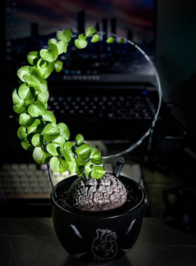 南非多肉植物龟甲龙多肉