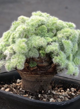 羽叶洋葵  pelargonium多肉植物稀有块根帕威 卡美 文纳森 洋葵