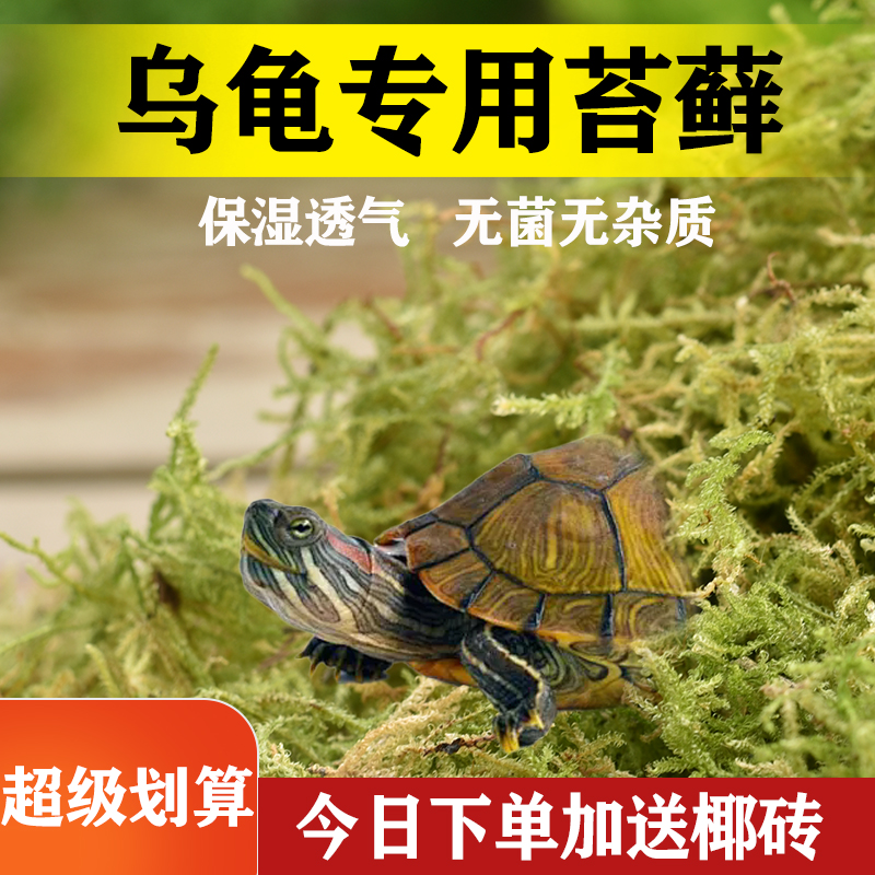 爬宠干苔藓保温保湿过冬
