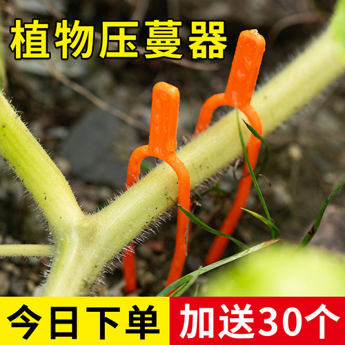 植物固定夹压蔓器藤蔓夹
