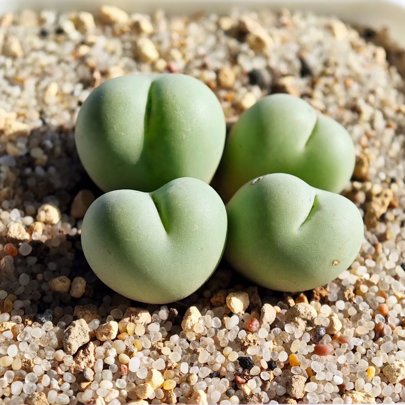 小拳拳肉锥多肉植物 特色绿植室内花卉盆栽窗台好养