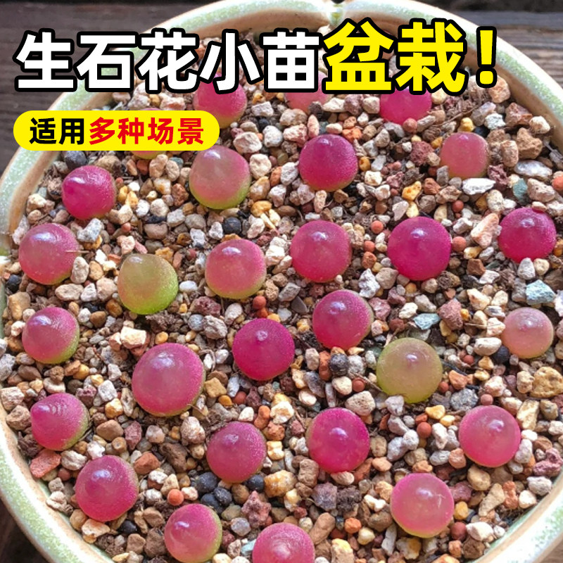 灯泡肉锥生石花组合白色屁股花灵耀玉 曲玉 毛汉尼 菊文章碧光环 - 实物图