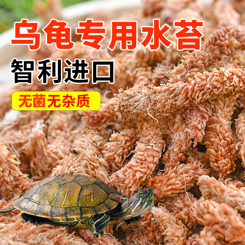 乌龟冬眠专用水苔爬宠水苔智利毛毛虫水苔干苔藓营养垫材椰砖椰土