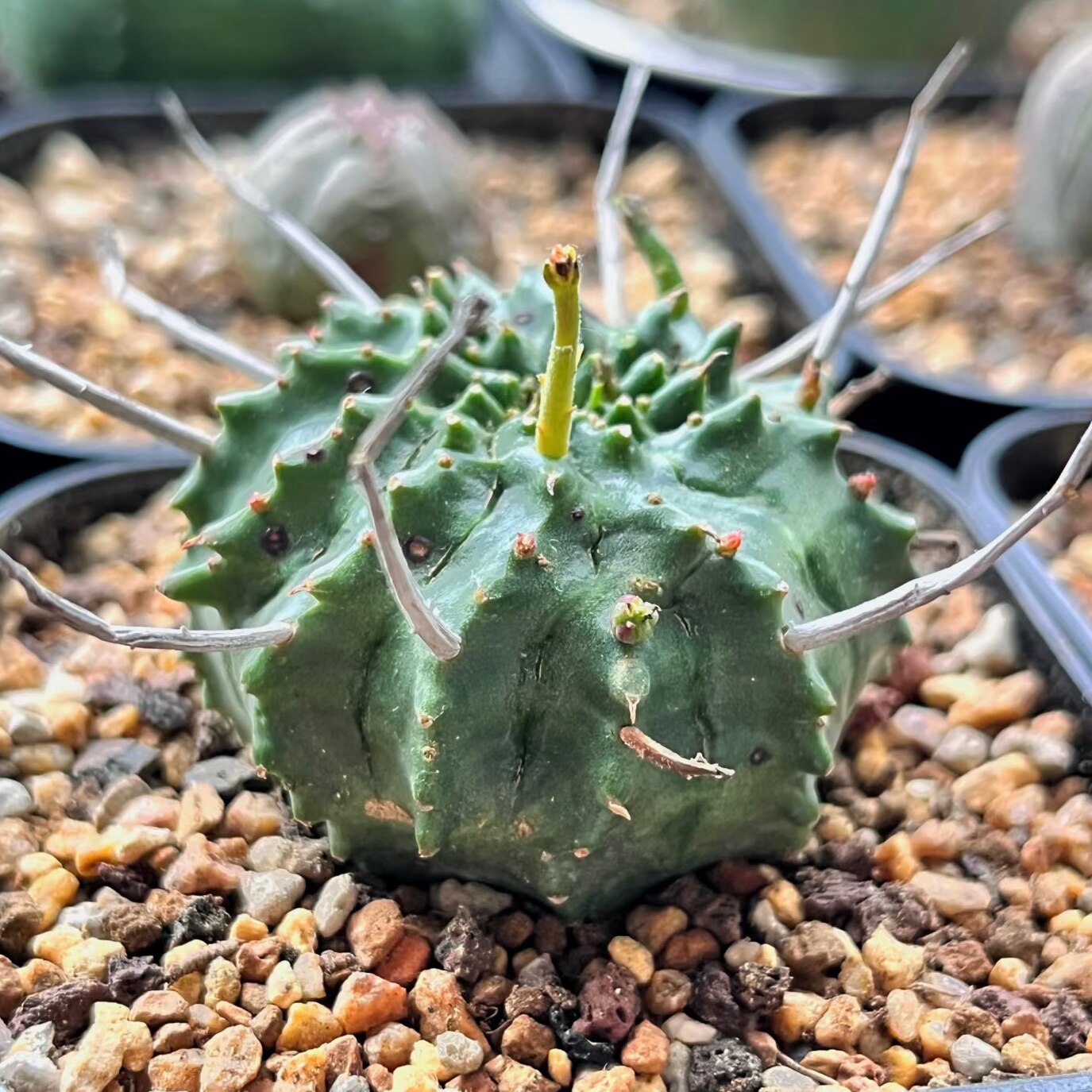 大戟科贵青玉仙人球易养可爱多肉植物阳台桌面小盆栽