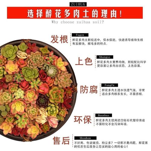 全新配方！高速发根 保湿保肥 上色防腐