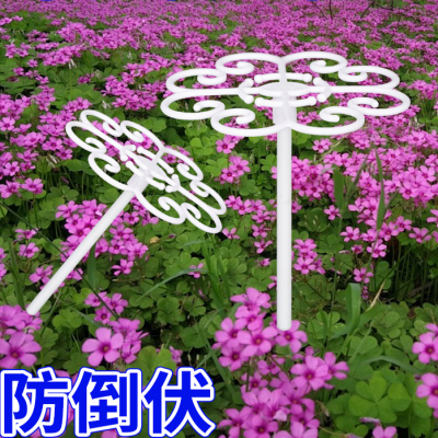 花多多酢浆草支架防倒伏定型