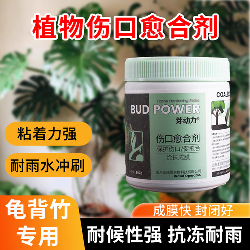 龟背竹植物伤口愈合剂树皮损伤