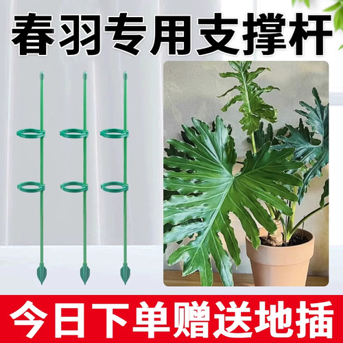 春羽专用支撑杆龟背竹花支撑架