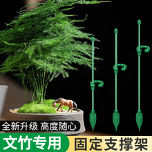 园艺支撑杆文竹专用花架固定器蝴蝶兰花支架植物固定架植物防倒伏