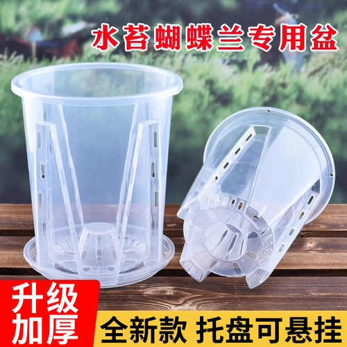 透明青山控根盆兰花水苔蝴