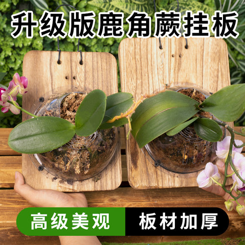 鹿角蕨挂板套装板植挂板