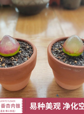 灯泡萌肉番肉锥生石花组合白色屁股花灵耀玉 曲玉 毛汉尼菊文章碧