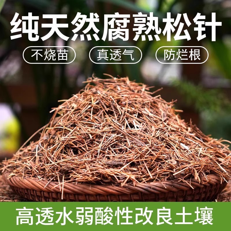 纯松针腐殖土君子兰专用土松针腐叶土腐熟透气兰花天然腐叶松针土