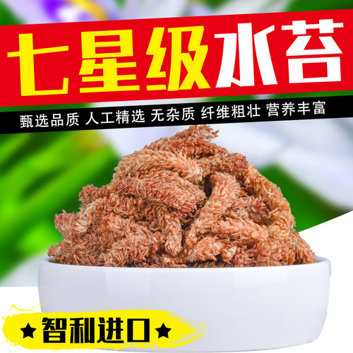 醉花兰科专用乌龟冬眠水苔