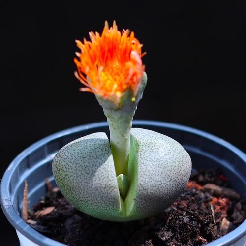 绿帝玉紫帝玉生石花屁股花pp石头花多肉植物组合盆栽