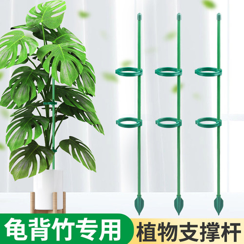 龟背竹专用防倒伏支撑杆