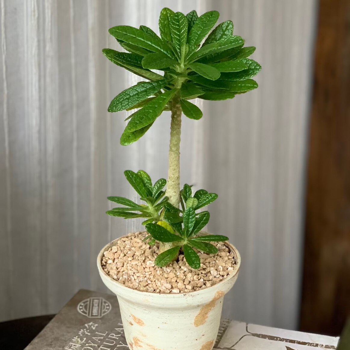 泡泡叶巨琉桑实生原盆土稀有块根多肉植物