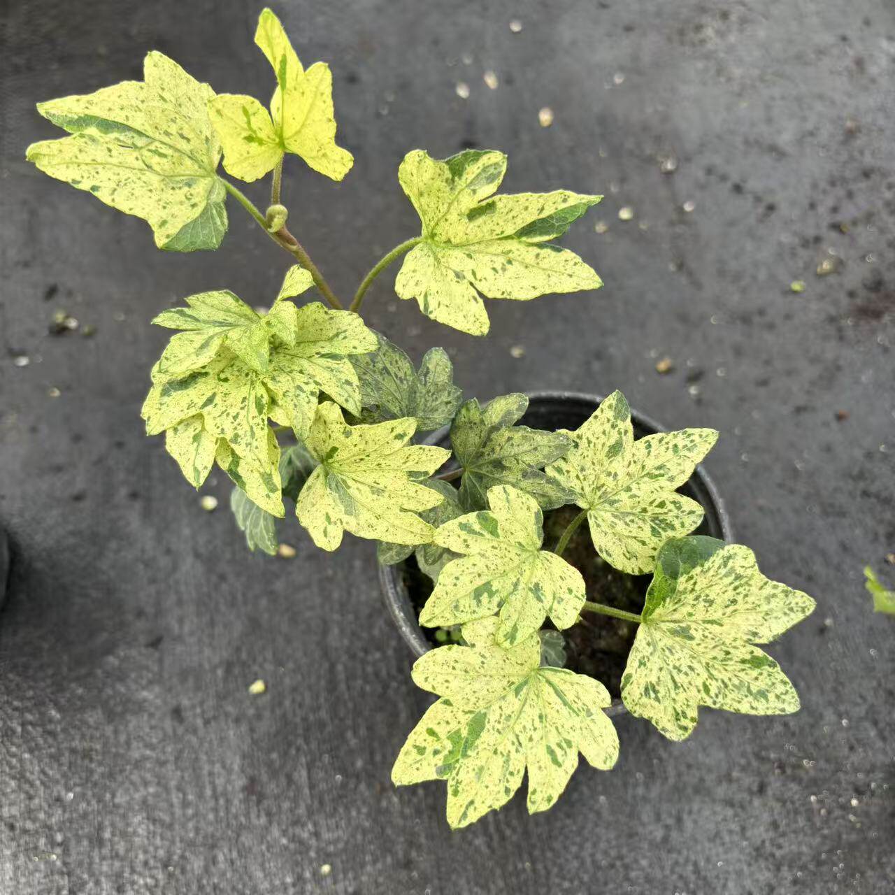 常春藤雪兔 雪莹 莫吉托 月光灯 蝴蝶夫人 室内观叶  有木有花图片