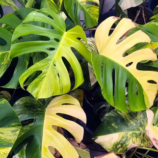 黄龟 黄锦龟背竹  锦化龟背竹  室内植物