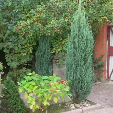 花园植物一棵包邮链接图片