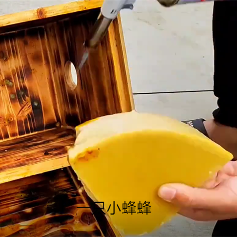 纯中蜂土蜂蜡养蜂诱蜂非招蜂水老蜂巢蜡峰蜡诱蜂桶箱蜂狂小新