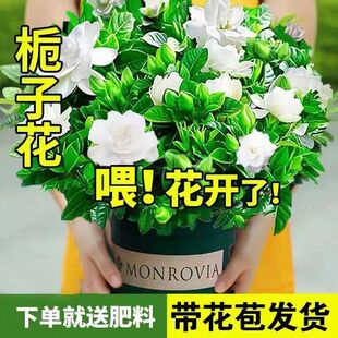 【大盆栀子花带花苞】四季开花桌面室内水培花卉绿植盆栽美化空气