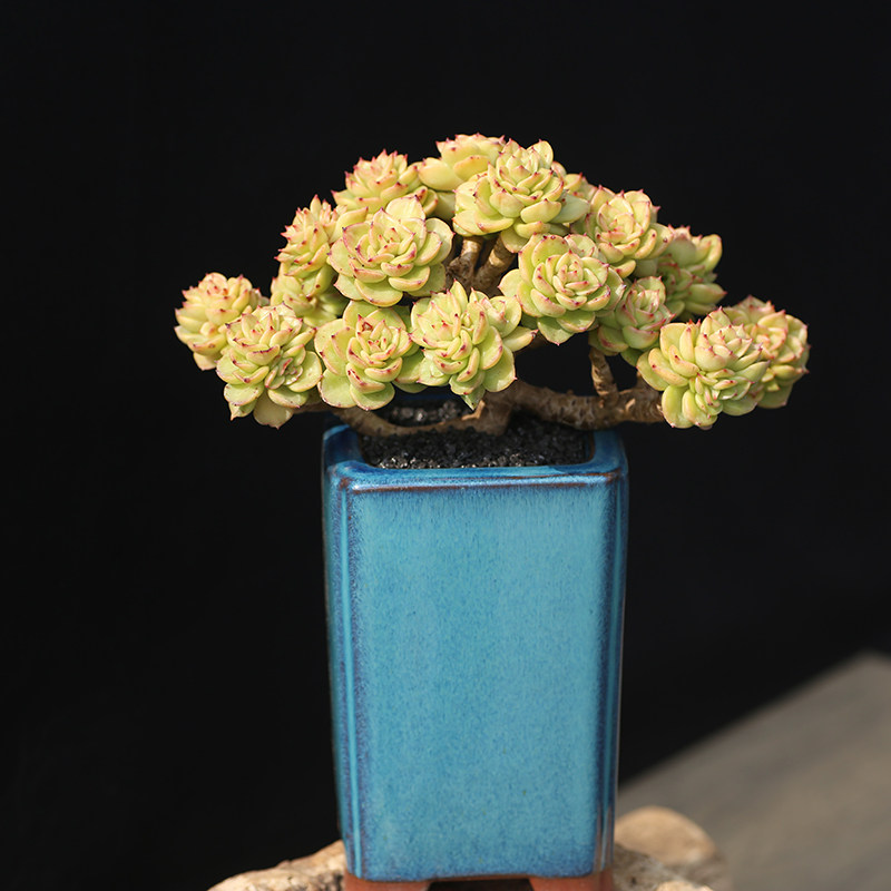 西童黄金蜡牡丹精控老桩金黄状态新手好养多肉植物包邮