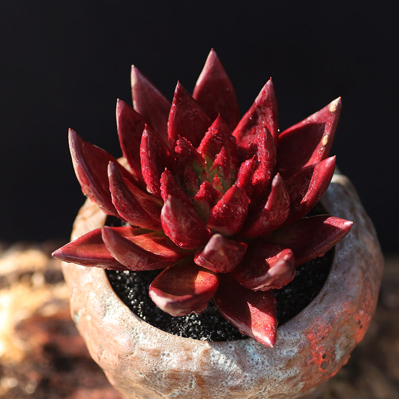 西童红灵魂多肉植物冬云系列进口稀有肉肉室内小盆栽