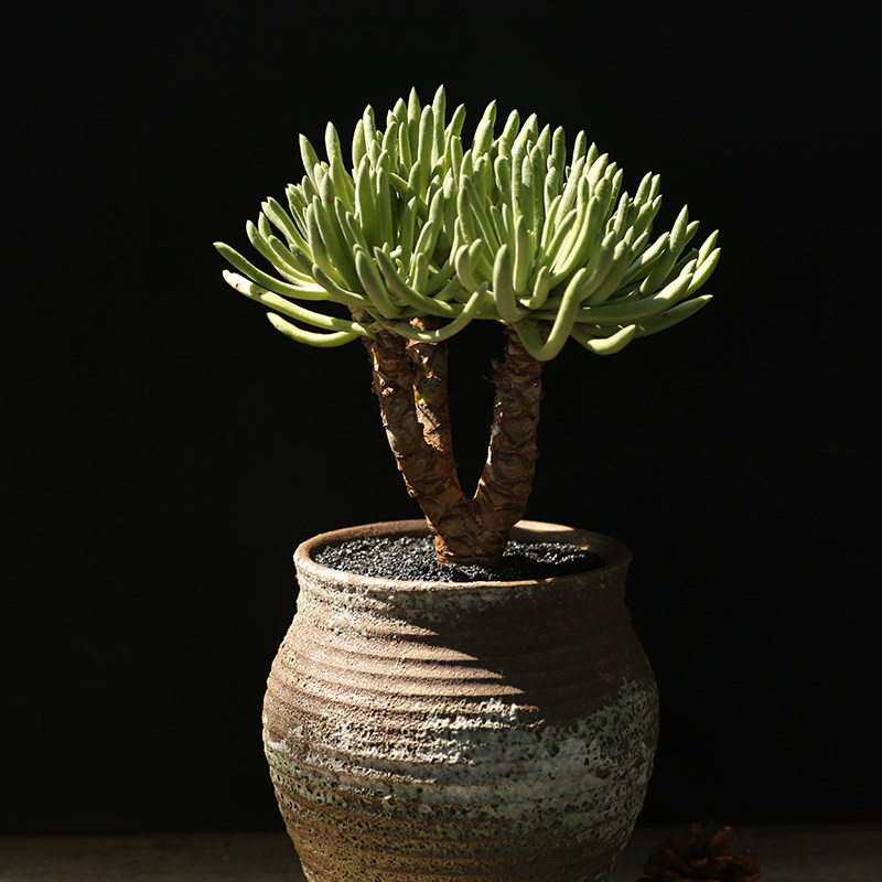 西童仙女杯御剑多霜爱杜丽斯绿体初霜大雪山多年老桩多肉植物包邮