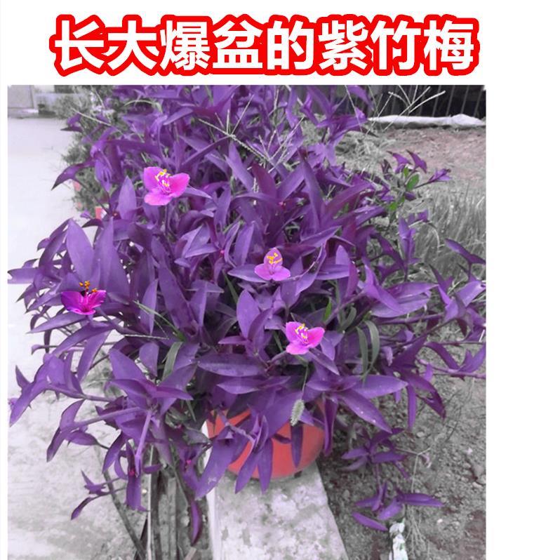 室外室内花卉绿植盆栽紫色吊兰紫竹梅紫罗兰喜光好养植物鸭芷草