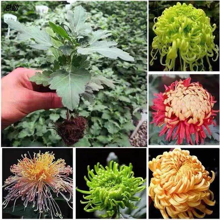 菊花盆栽四季开花卉庭院植物室内花卉绿植乒乓菊千头菊带花苞花苗